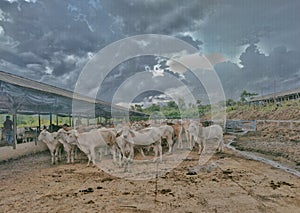 herd of beef cattle on the farm
