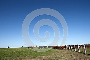 Herd of cattle in a flat pasture with fence photo