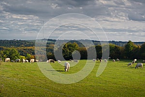 A herd of beef cattle graze on a pasture.