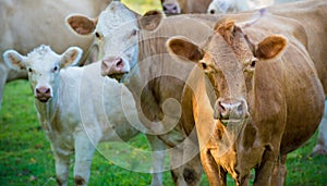 Herd of beef cattle photo