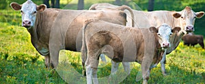 Herd of beef cattle