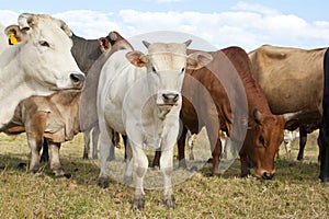 Beef cattle herd in summer