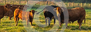 Herd of beef cattle on a summer pasture