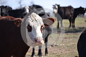 Herd Beef Cows in Pasture