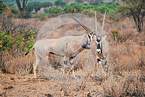 A herd Beisa Oryx at Samburu National Reserve, Kenya