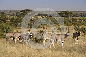 Herd of Beisa oryxes, Samburu, Kenya