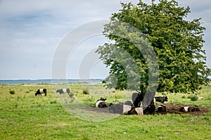 Herd of Belted Galloway cattle