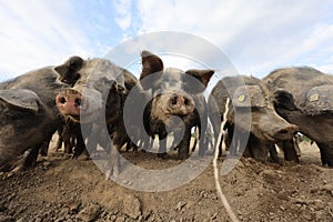 Herd of berkshire pigs on a muddy shoreline