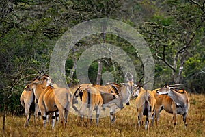 Herd of big antelopes, Lake Mburo NP, Uganda in Africa. Eland anthelope, Taurotragus oryx, big brown African mammal in nature