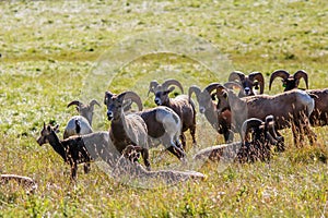 Big horn sheep, Sheep river Provinciall Park, Alberta, Canada