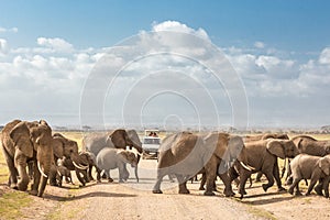 Herd of big wild elephants crossing dirt roadi in Amboseli national park, Kenya.