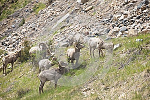 Herd of bighorn sheep