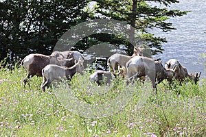 A herd of bighorn sheep grass in long grass