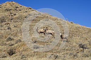 Herd of bighorn sheep on a grassy mountain hill on a sunny Montana day