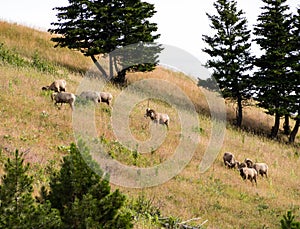 Herd of bighorn sheep grazing on a mountain slope