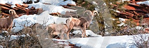 Herd of Bighorn Sheep ovis canadensis on sunny winter day in Zion National Park in Utah USA