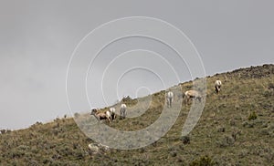 Herd of Bighorn Sheep Rams