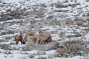 Herd of Bighorn Sheep in Winter