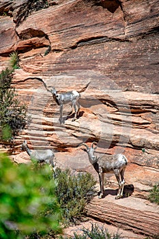 Herd of Bighorn Sheep, Zion National Park - Utah