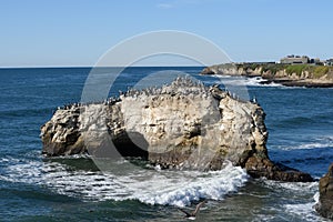 Herd of birds on Natural Brides rock