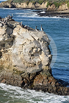 Herd of birds on Natural Brides rock