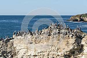Herd of birds on Natural Brides rock