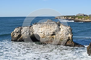 Herd of birds on Natural Brides rock