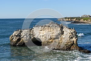 Herd of birds on Natural Brides rock