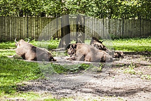 Herd of bison, Bialowieza National Park