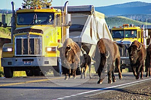 Herd of bison blocking road in Yellowstone National Park, Wyomi