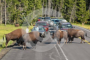 Herd of bison blocking road in Yellowstone National Park, Wyomi