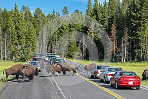 Herd of bison blocking road in Yellowstone National Park, Wyomi