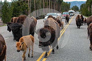 Herd of bison blocking  road in Yellowstone National Park, Wyoming