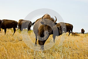 Herd of bison or buffalo