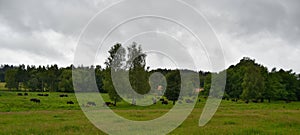 Herd of bison in captivity on the pasture