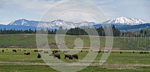 Herd of bison in field of Grand Teton National park, Wyoming ,USA