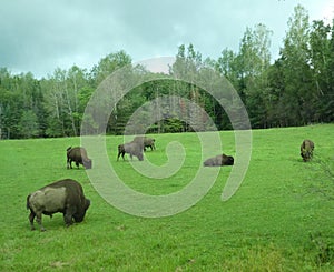 Herd of bison graze on green pasture