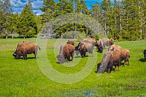 Herd of bison grazing on a field with mountains and trees in the background