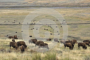 Herd of bison grazing in Lamar Valley, Yellowstone Park, Wyoming