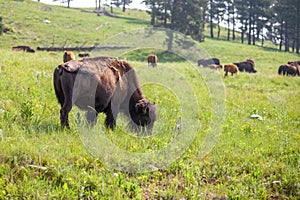 Herd of Bison grazing on the pasture of Custer State Park in Black Hills, South Dakota