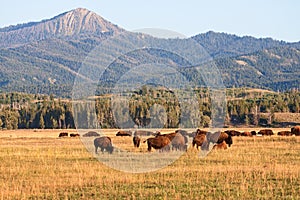 Herd of Bison grazing in the plains