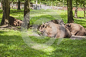 Herd of bison lying on the grass , Bialowieza National Park