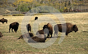 Herd of bison migrating