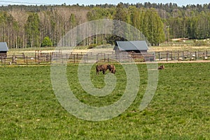 A herd of bison peacefully nips grass on the lawn