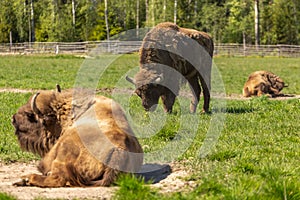 A herd of bison peacefully nips grass on the lawn