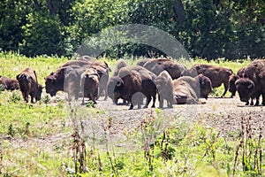 Herd of Bison on a Range
