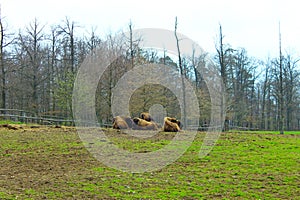 A herd of bison resting. Wildpark Edersee, Germany