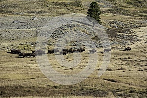 A herd of Bison roam the valleys of Yellowstone National Park.