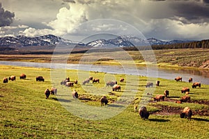 Herd of bison at sunset in Hayden Valley in Yellowstone National Park
