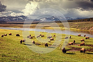 Herd of bison img